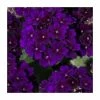 Verbena Showboat 'Midnight' | Bedding | 5 x Large Plugs -Eventual Sales Store PL9130SPX5 main image 24b2