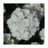 Verbena Showboat 'White' | Bedding | 5 x Large Plugs -Eventual Sales Store PL9134SPX5 main image 8251