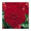 Begonia 'Nonstop Red'| Perennials | Pack of 5 Large Premium Plug Plants -Eventual Sales Store PL9144PPX5 main image e07f
