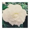 Begonia 'Nonstop White' | Perennials | Pack of 5 Large Premium Plug Plants -Eventual Sales Store PL9145PPX5 main image e29a