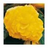 Begonia 'Nonstop Yellow' | Perennials | Pack of 5 Large Premium Plug Plants -Eventual Sales Store PL9146PPX5 main image 8de2