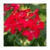 Geranium Variegated 'Happy Thought Red' | Perennial | 5 x Large Plugs -Eventual Sales Store PL9166PPX5 main image 845f