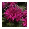 Monarda Balmy 'Purple' | Pack of 5 Plug Plants -Eventual Sales Store PL9211PPX5 main image fd20