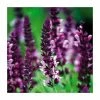 Salvia nemorosa 'Sensation Rose' | Pack of 5 Plug Plants 1 Salvia nemorosa 'Sensation Rose' | Pack of 5 Plug Plants -Eventual Sales Store PL9226PPX5 main image 98c5