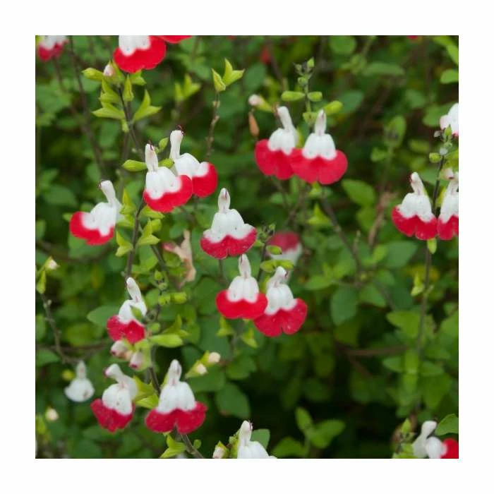 Salvia 'Hot Lips' | Perennial | 5 x Large Plugs 4 Salvia 'Hot Lips' | Perennial | 5 x Large Plugs - Image 2