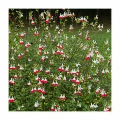 Salvia 'Hot Lips' | Perennial | 5 x Large Plugs 8 Salvia 'Hot Lips' | Perennial | 5 x Large Plugs -Eventual Sales Store PL9228PPX5 add image 2 aec4
