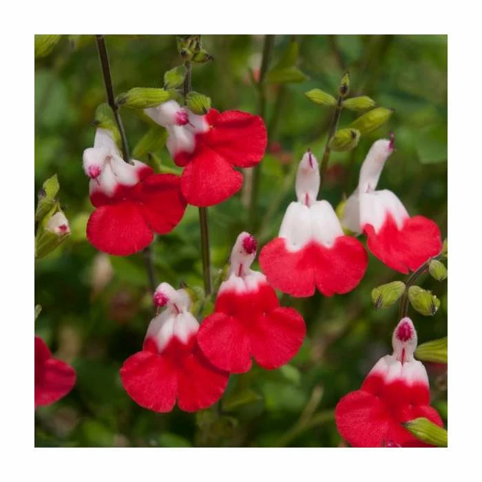 Salvia 'Hot Lips' | Perennial | 5 x Large Plugs 3 Salvia 'Hot Lips' | Perennial | 5 x Large Plugs