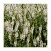 Salvia 'Lyrical White' | Perennial | 5 x Large Plugs -Eventual Sales Store PL9230PPX5 main image 596c