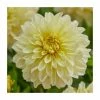 Dahlia Gallery 'Lemon' | 3L Pot -Eventual Sales Store PL923406 main image b1cb