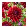 Dahlia 'Wittemans Best' | 3L Pot -Eventual Sales Store PL923410 main image 6311