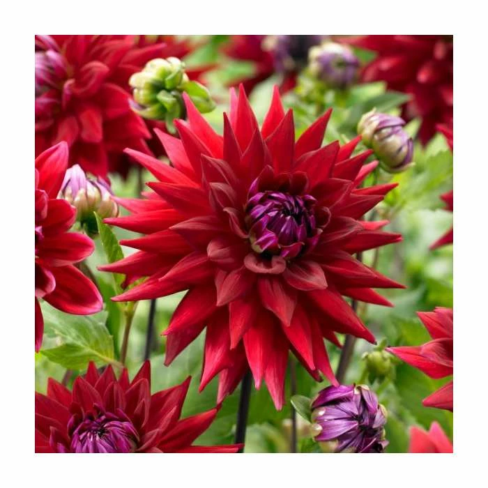 Dahlia 'Wittemans Best' | 3L Pot 3 Dahlia 'Wittemans Best' | 3L Pot
