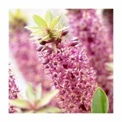 Eucomis 'Aloha Leia' | Dwarf Pineapple Lily | 3L Pot