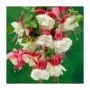 Fuchsia 'Alice Hoffman' | 3L Pot -Eventual Sales Store PL923421 main image 2d15