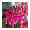 Fuchsia 'Beacon' | 3L Pot -Eventual Sales Store PL923422 main image 3839