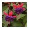 Fuchsia 'Dollar Princess' | 3L Pot 1 Fuchsia 'Dollar Princess' | 3L Pot -Eventual Sales Store PL923425 main image 7839