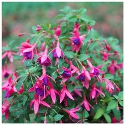 Fuchsia 'Tom Thumb' | 3L Pots