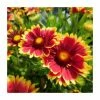 Gaillardia 'Sunset Cutie' | 3L Pot -Eventual Sales Store PL923431 main image bd5c