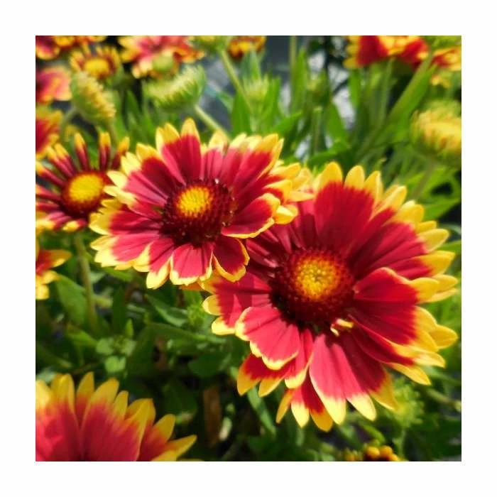 Gaillardia 'Sunset Cutie' | 3L Pot 3 Gaillardia 'Sunset Cutie' | 3L Pot