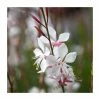 Gaura 'Whirling Butterfly' | 3L Pot 2 Gaura 'Whirling Butterfly' | 3L Pot -Eventual Sales Store PL923434 main image 5ddd