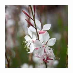 Gaura 'Whirling Butterfly' | 3L Pot