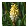 Kniphofia 'Poco Citron' | 3L Pot 1 Kniphofia 'Poco Citron' | 3L Pot -Eventual Sales Store PL923440 main image 2fe7