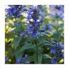 Nepeta 'Neptune' | 3L Pot 1 Nepeta 'Neptune' | 3L Pot -Eventual Sales Store PL923449 main image cb6b