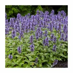 Nepeta 'Neptune' | 3L Pot -Eventual Sales Store PL923449 rollover image 7139