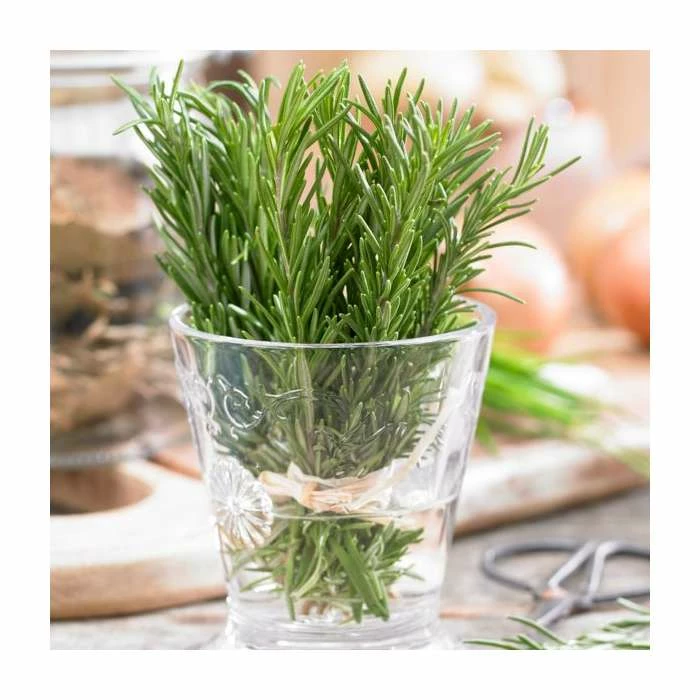 Rosmarinus 'Barbeque' | Rosemary | 3L Pot 4 Rosmarinus 'Barbeque' | Rosemary | 3L Pot - Image 2