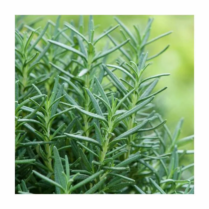 Rosmarinus 'Barbeque' | Rosemary | 3L Pot 3 Rosmarinus 'Barbeque' | Rosemary | 3L Pot