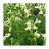 Salvia 'Cool Cream' | 2L Pot 2 Salvia 'Cool Cream' | 2L Pot -Eventual Sales Store PL923461 main image 8cc5