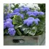 Ageratum 'High Tide Blue' | 2L Pot 1 Ageratum 'High Tide Blue' | 2L Pot -Eventual Sales Store PL923462 main image 7bdc