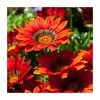 Gazania 'Big Kiss Red' | 2L Pot -Eventual Sales Store PL923463 main image 9920