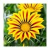 Gazania 'Big Kiss Yellow Flame' | 2L Pot -Eventual Sales Store PL923464 main image 1be3