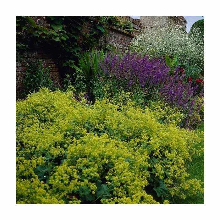 Alchelmilla mollis 'Thriller' | 2L Pot 4 Alchelmilla mollis 'Thriller' | 2L Pot - Image 2