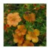 10 - 15cm Potentilla fruticosa 'Orang'issima' | 9cm Pot -Eventual Sales Store PL9239128 main image 1eee