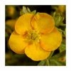 10 - 15cm Potentilla fruticosa 'Solar'issima' | 9cm Pot