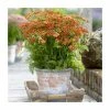 Achillea 'Milly Rock Red' | 3L Pot -Eventual Sales Store PL9239157 main image c681