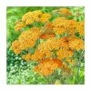 Achillea 'Milly Rock Yellow Terracotta' | 3L Pot -Eventual Sales Store PL9239159 main image 218c