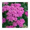 Achillea millefolium 'New Vintage Rose' | 3L Pot -Eventual Sales Store PL9239161 main image bed8
