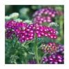 Achillea millefolium 'New Vintage Violet' | 3L Pot