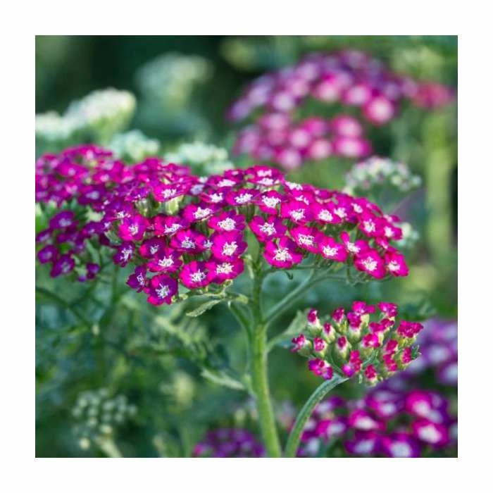 Achillea millefolium 'New Vintage Violet' | 3L Pot 3 Achillea millefolium 'New Vintage Violet' | 3L Pot