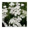 Achillea millefolium 'New Vintage White' | 3L Pot 1 Achillea millefolium 'New Vintage White' | 3L Pot -Eventual Sales Store PL9239163 main image a174