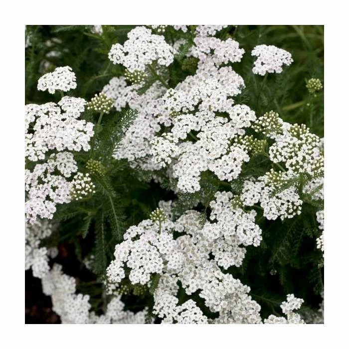 Achillea millefolium 'New Vintage White' | 3L Pot 3 Achillea millefolium 'New Vintage White' | 3L Pot