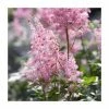 Astilbe x arendsii 'Amerika' | 3L Pot -Eventual Sales Store PL9239164 main image 45ef