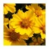 Coreopsis grandiflora 'Corey Single Gold' | 2L Pot -Eventual Sales Store PL9239176 main image 1719