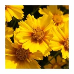 Coreopsis grandiflora 'Corey Single Gold' | 2L Pot
