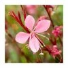 Gaura linheimeri 'Gambit Variegata Rose' | 3L Pot -Eventual Sales Store PL9239181 main image 57f7