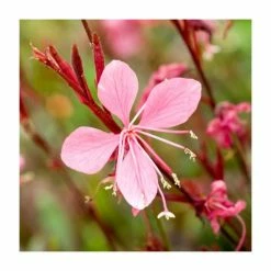 Gaura linheimeri 'Gambit Variegata Rose' | 3L Pot