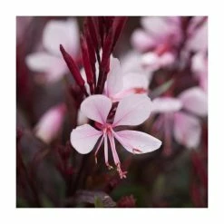 Gaura lindheimeri 'Gaudi Pink' | 3L Pot
