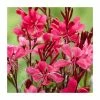 Gaura lindheimeri 'Gaudi Red' | 3L Pot -Eventual Sales Store PL9239183 main image 1cfd